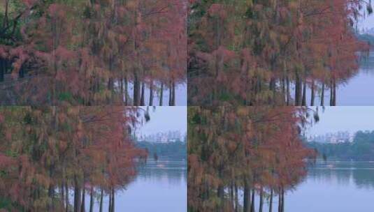 广州麓湖公园落羽杉山林湖景自然风光高清在线视频素材下载