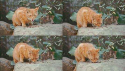 猫咪 猫吃食物 野猫 橘猫 大橘高清在线视频素材下载