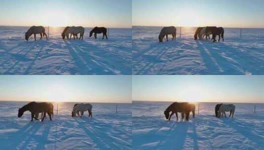 航拍呼伦贝尔冬季草原马群-122高清在线视频素材下载