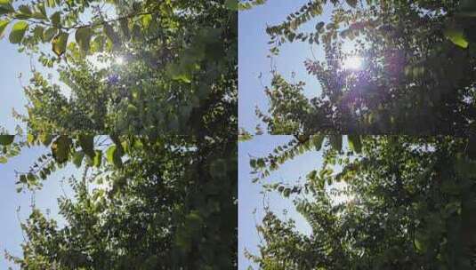 夏天阳光透过树叶照下来唯美空镜头 HDR高清在线视频素材下载