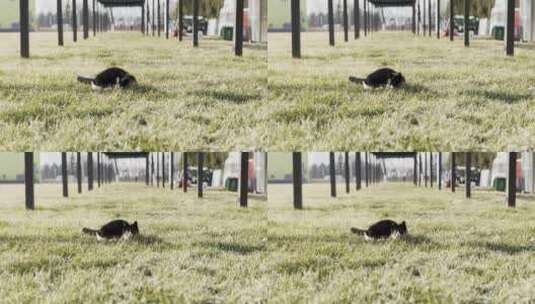 流浪猫黑猫在草坪寻找东西跑动高清在线视频素材下载