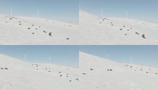 雪原风车蒙古马群高清在线视频素材下载