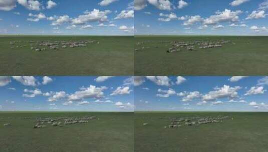呼伦贝尔草原风光羊群1291高清在线视频素材下载