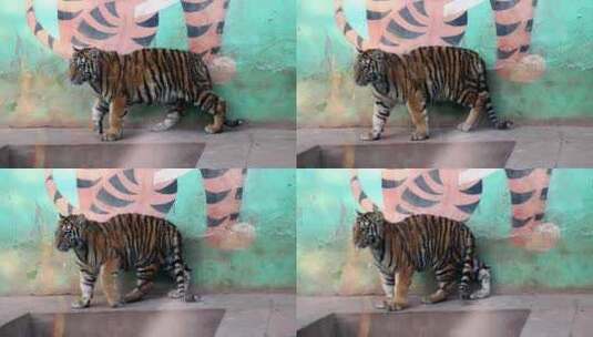 南京珍珠泉动物园老虎高清在线视频素材下载