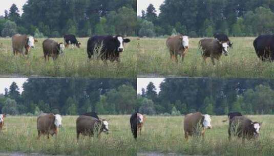牛放牧天然吃草绿色有机高清在线视频素材下载