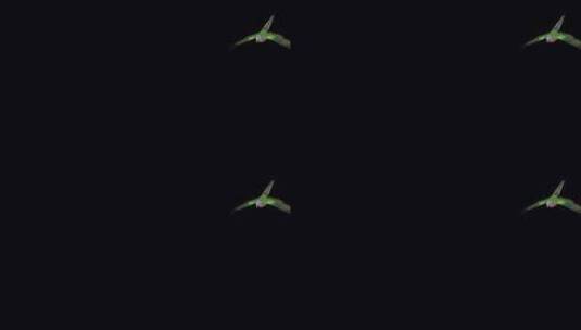 鹦鹉鸟-澳大利亚公主-飞行过渡-II-A高清在线视频素材下载
