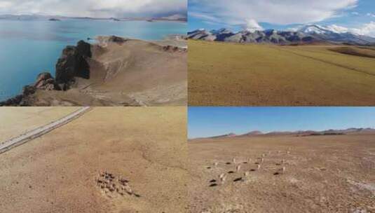 情系西藏 藏羚羊群高清在线视频素材下载