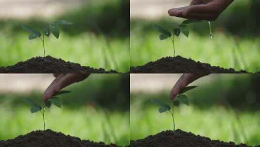 用手给土壤中幼树浇水高清在线视频素材下载