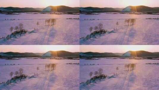夕阳下的白桦林高清在线视频素材下载