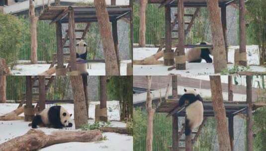 武汉动物园可爱的大熊猫高清在线视频素材下载
