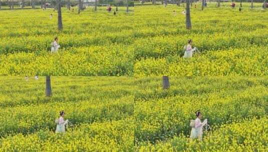 中国广东省广州市南沙区东涌油菜花高清在线视频素材下载