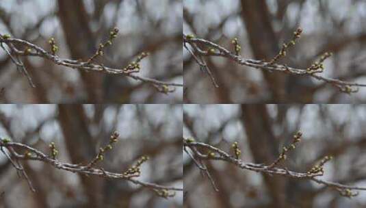 春天含苞待放的绿色山杏花苞植物特写高清在线视频素材下载