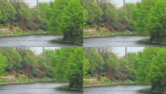 四川成都江安河绿道春天觅食的白鹭实拍片段高清在线视频素材下载