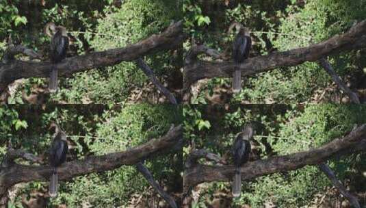 Anhinga栖息在树上，梳理着，露出长高清在线视频素材下载