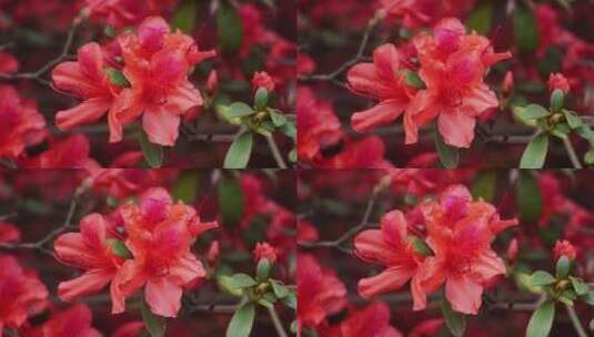 红色花朵特写镜头红色杜鹃花高清在线视频素材下载