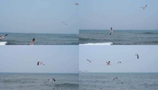 海面海浪上飞翔的海鸥高清在线视频素材下载