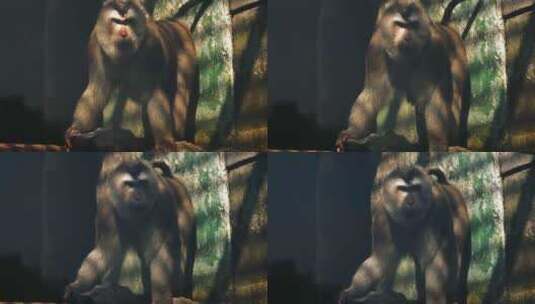 动物园的猴子高清在线视频素材下载