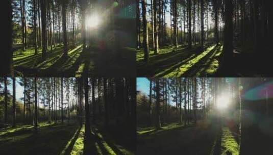原始森林光影FPV高清在线视频素材下载
