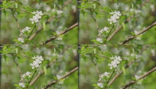 绿色背景下树枝上盛开的白色花高清在线视频素材下载