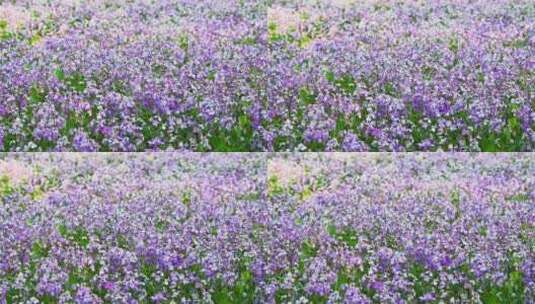 春天盛开的紫色二月兰花朵花丛花海花圃高清在线视频素材下载