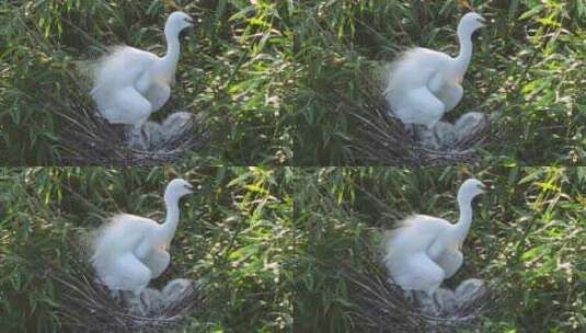 白鹭在树上繁殖下一代高清在线视频素材下载