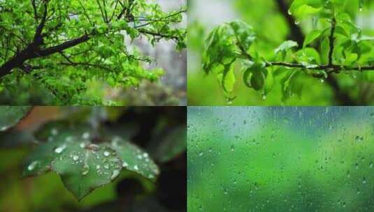 （合集）夏天下雨天的绿色治愈系风景高清在线视频素材下载