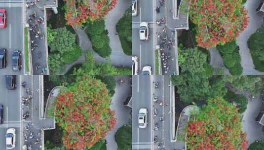 中国广东省广州市越秀区海印桥凤凰花高清在线视频素材下载