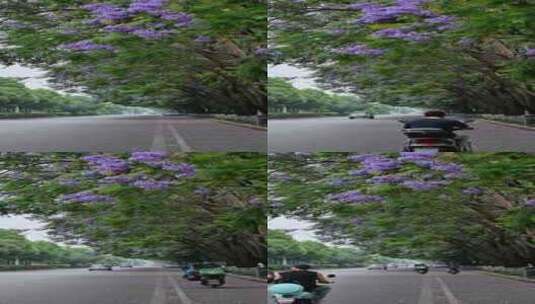 成都路旁的蓝花楹和往来的车流高清在线视频素材下载