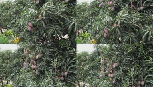 芒果树上的芒果航拍高清在线视频素材下载