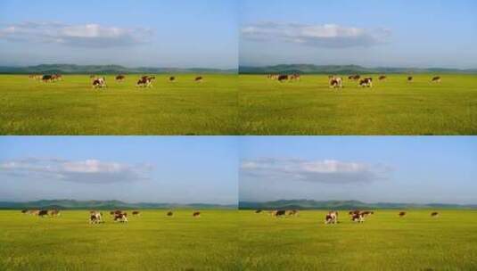 克什克腾旗达达线草原上的牛散步吃草高清在线视频素材下载