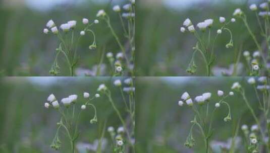 田间菜地 自然 生活 悠闲 惬意高清在线视频素材下载