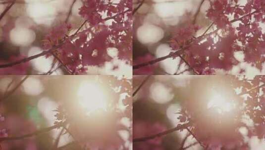 花，粉红色，树，开花高清在线视频素材下载