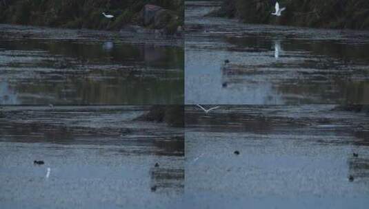 白鸟飞过水面高清在线视频素材下载