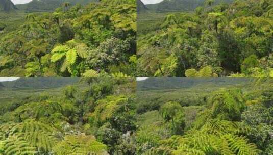 留尼汪岛，植被，绿色，森林高清在线视频素材下载