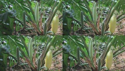 美丽的热带雨林植物特写高清在线视频素材下载