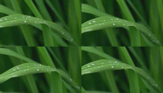 小草水珠露珠雨滴高清在线视频素材下载