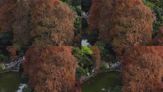 深圳仙湖植物园落羽衫林湖面航拍4k50p高清在线视频素材下载