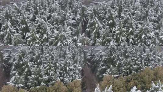 雪中的西安大雁塔雪景高清在线视频素材下载