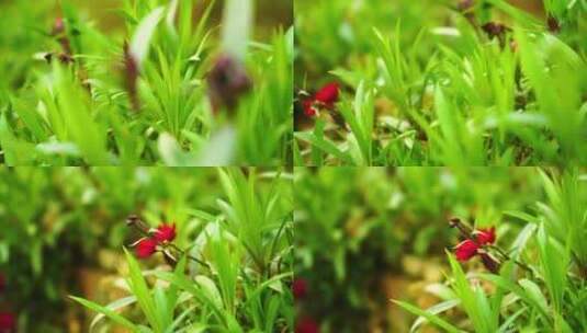 春天阳光下的小草植物特写镜头高清在线视频素材下载