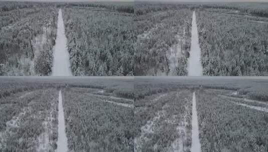 冬季原始森林高清在线视频素材下载