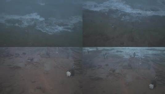 青岛第三海水浴场航拍高清在线视频素材下载