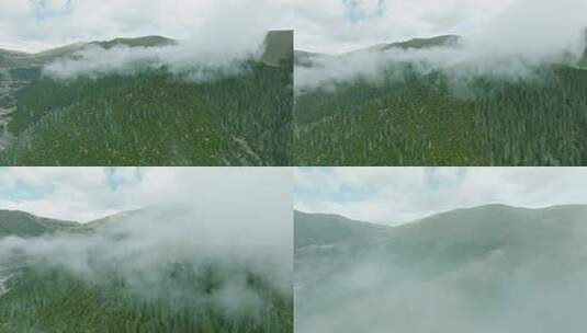 川西森林雾气上升高清在线视频素材下载