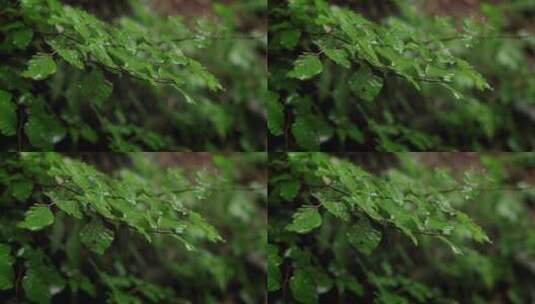 下雨天雨水拍打绿植树叶高清在线视频素材下载