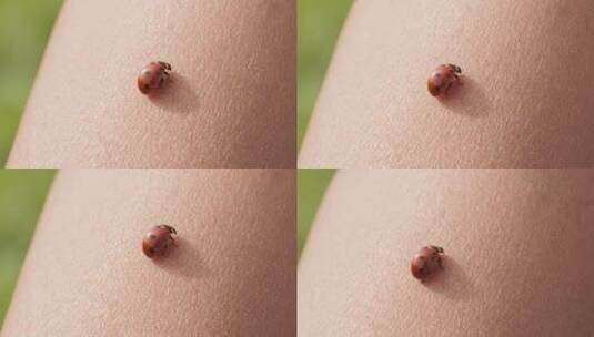 春天在人类皮肤上休息的七星瓢虫昆虫高清在线视频素材下载
