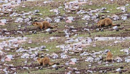 4K高清实拍高原野生动物土拨鼠高清在线视频素材下载