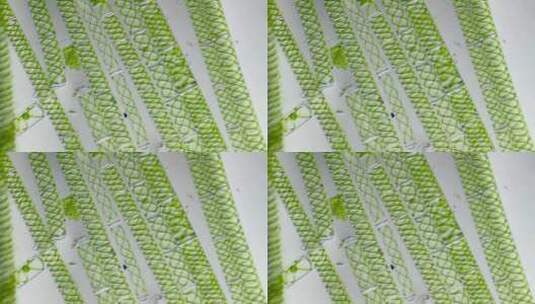 显微镜下放大100倍的藻类水绵细胞微分干涉DIC2高清在线视频素材下载