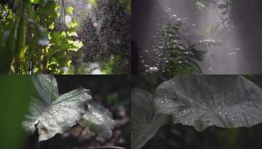 雨林植物光影树叶上的水滴【商用需购买】高清在线视频素材下载