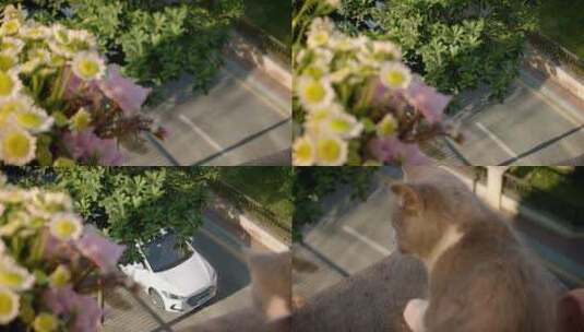 阳台猫碰倒花盆砸到汽车高清在线视频素材下载