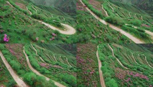 青海海东市乐都高山越野盘山公路杜鹃花航拍高清在线视频素材下载