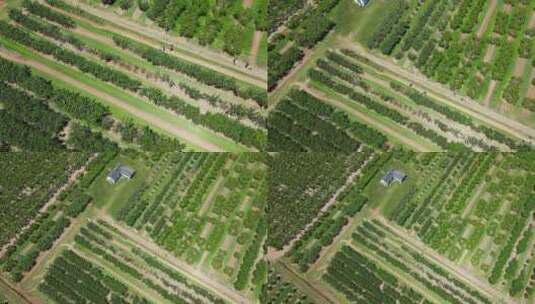 果园农场中人们的时移上升天线，树木用于采摘水果高清在线视频素材下载